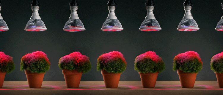 hydrokultur zimmerpflanzen beleuchtung infrarot led licht töpfe