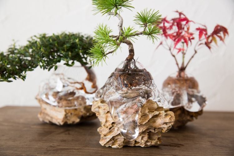 hydrokultur zimmerpflanzen ideen tipps gewächse bonsai bäume felssteine
