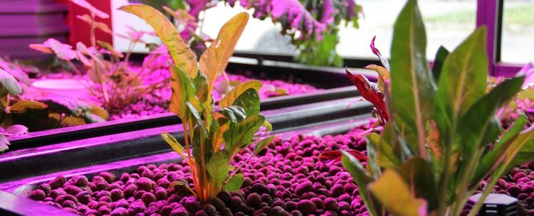 hydrokultur zimmerpflanzen ideen tipps gewächse dünger nährlösung nährstoflösung licht