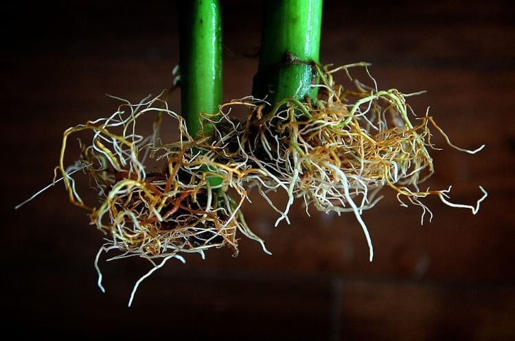 hydrokultur zimmerpflanzen ideen tipps gewächse wurzelsystem