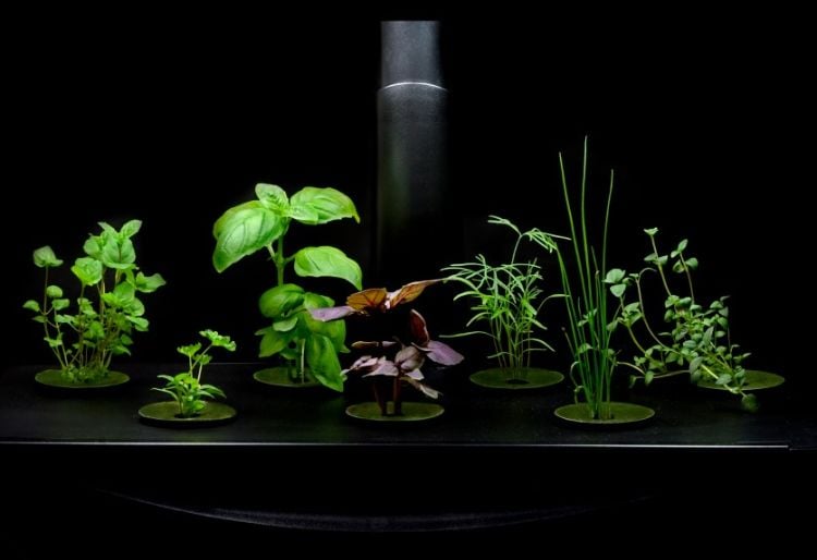 hydropflanzen unterschiedliche pflanzensorten diverse pflanzenarten dunkler raum kombination