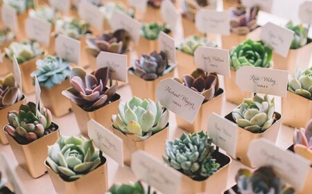 kleine sukkulenten hochzeit tischkarten und gastgeschenke in einem