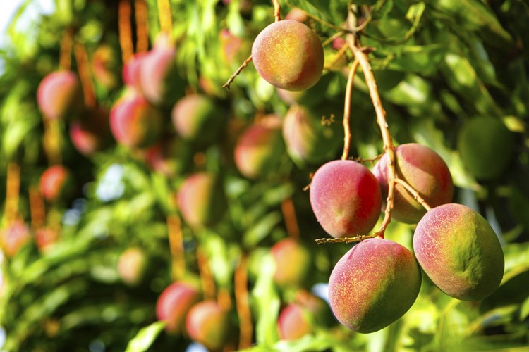 mango frucht baum reif bevor ernte