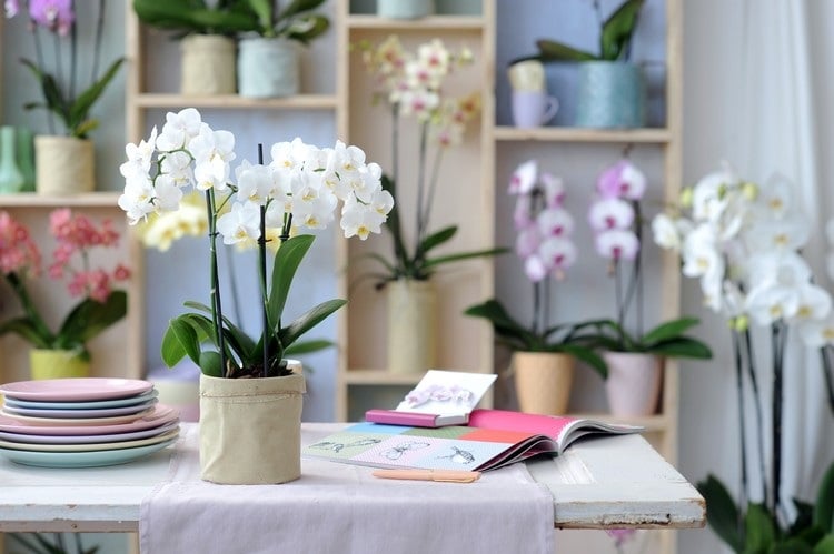 orchideen Phalaenopsis pflegeleichte zimmerpflanzen wenig wasser