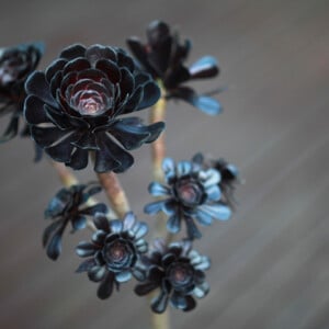 schwarze Sukkulenten Rosettendickblatt Aeonium arboreum