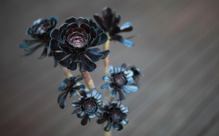 schwarze Sukkulenten Rosettendickblatt Aeonium arboreum