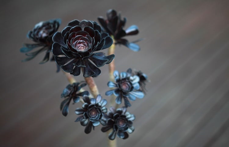 Schwarze Sukkulenten Rosettendickblatt Aeonium arboreum