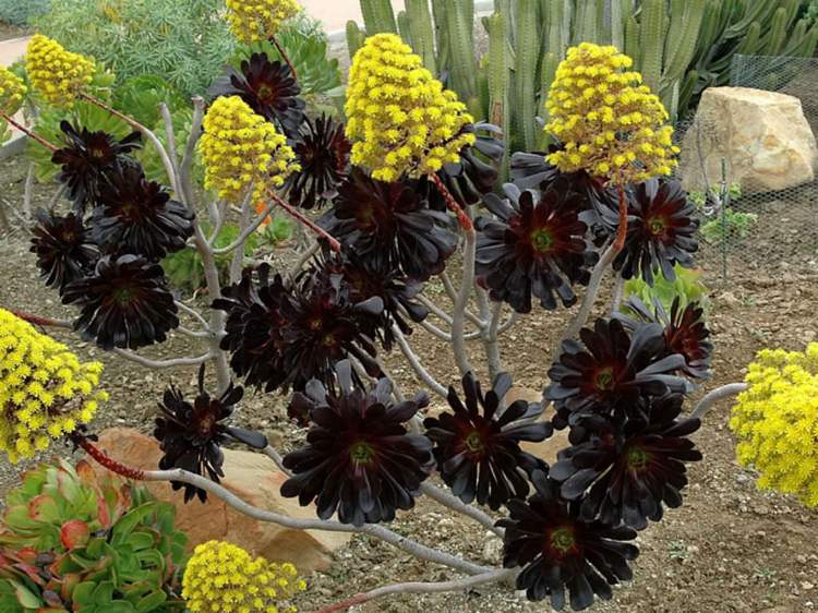 schwarze sukkulenten gelbe blüten Aeonium arboreum Zwartkop