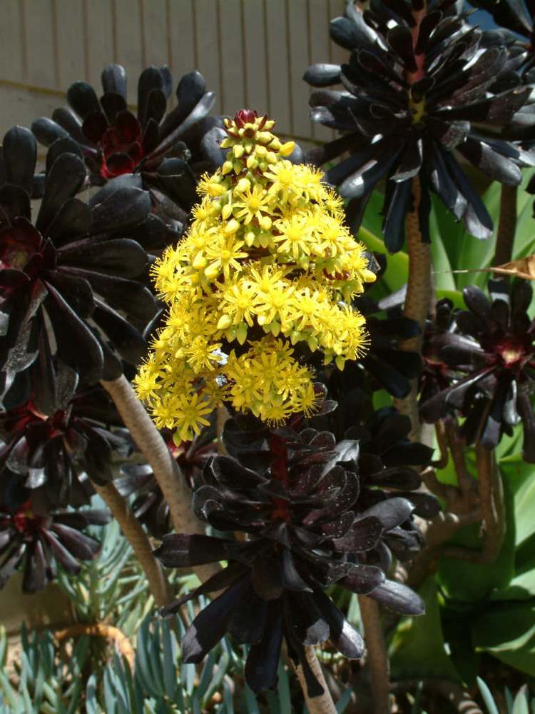schwarze sukulenten Aeonium arboreum 'Zwartkop