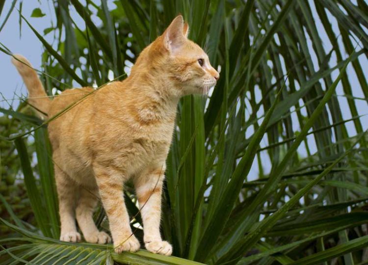 Palmen als ungiftige Pflanzen für Katzen.