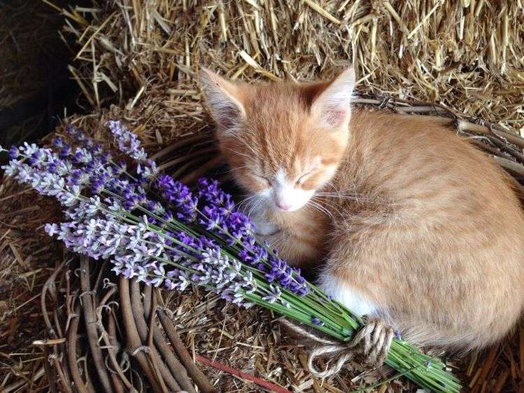 ungiftige pflanzen für katzen sichere harmlose blumensorten kleine katze schlafen lavendel stroh