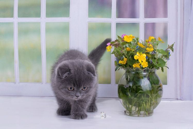 ungiftige pflanzen für katzen sichere harmlose blumensorten kleine katze vase blumen gänseblümchen