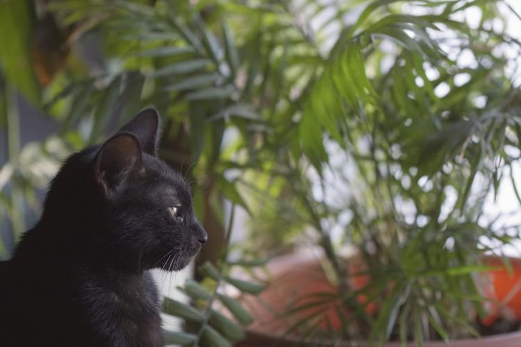 ungiftige pflanzen für katzen sichere harmlose palmen schwarz kater