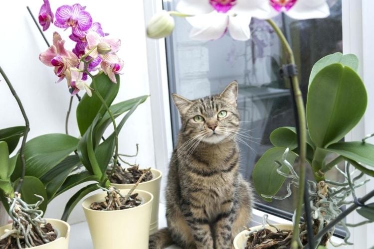 ungiftige pflanzen für katzen sichere harmlose sorten haustier fenster mondorchideen
