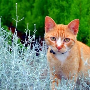 ungiftige pflanzen für katzen sichere harmlose sorten haustier garten anbauen anpflanzen außenbereich