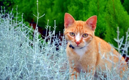 ungiftige pflanzen für katzen sichere harmlose sorten haustier garten anbauen anpflanzen außenbereich