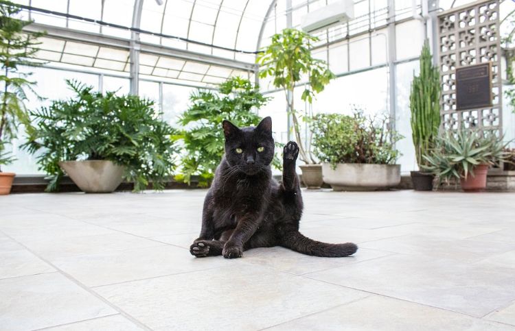ungiftige pflanzen für katzen sichere harmlose sorten haustier garten anbauen anpflanzen fliesen schwarzer kater sukkulente