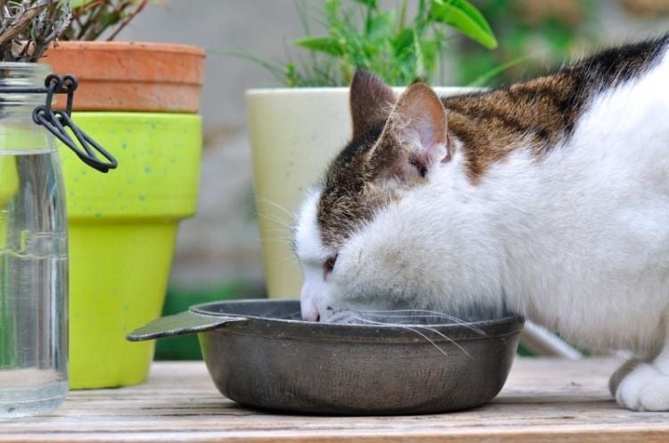 ungiftige pflanzen für katzen sichere harmlose sorten haustier kein risiko darstellen blumentopf