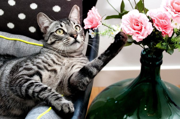 ungiftige pflanzen für katzen sichere harmlose sorten haustier kein risiko darstellen vase rosen sessel