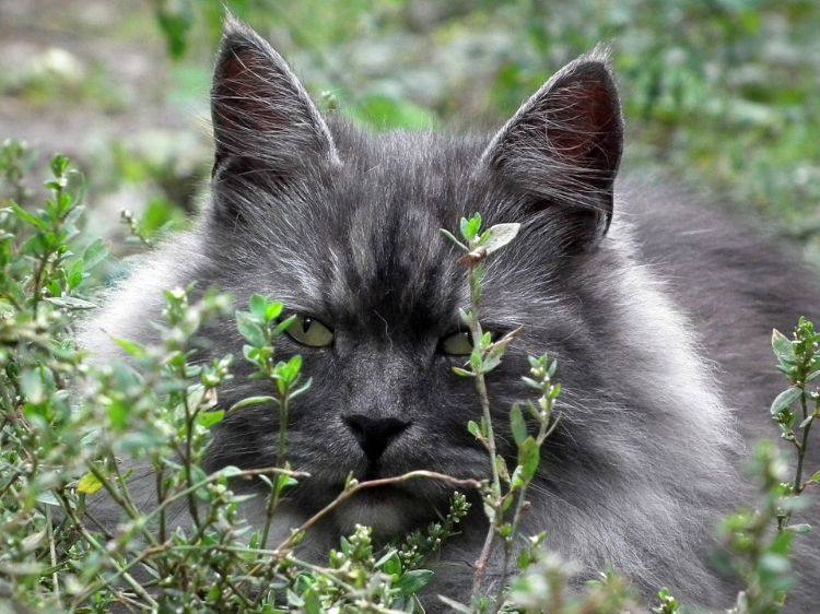ungiftige pflanzen für katzen sichere harmlose sorten haustier keine gefahr katzengras