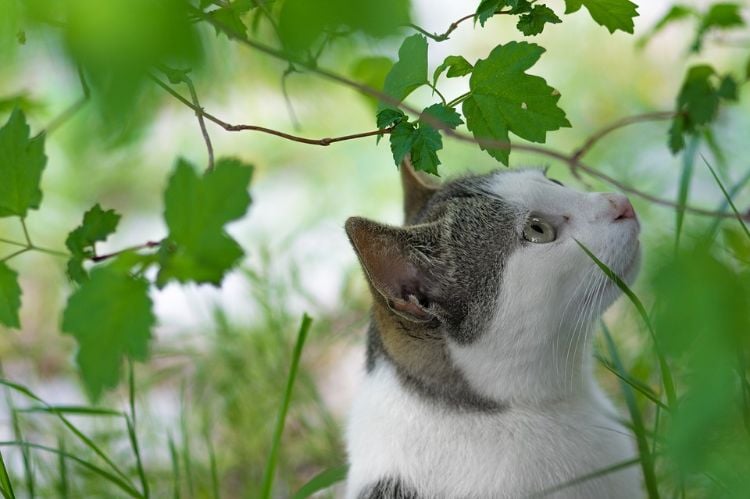 ungiftige pflanzen für katzen sichere harmlose sorten haustier keine gefahr wilde pflanzensorten gras