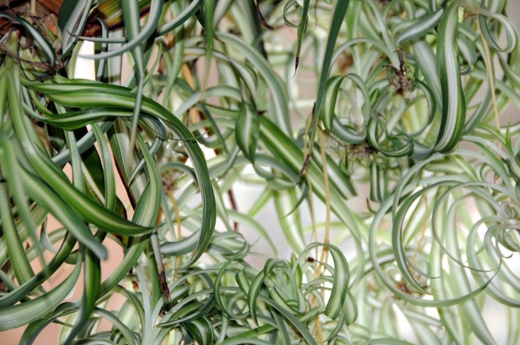 ungiftige pflanzen für katzen sichere harmlose sorten haustier spinnenpflanze hängepflanze grünlilie