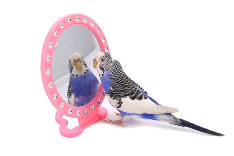 wellensittich spiegel zubehör selber machen oder kaufen käfig installieren gesellschaft schaffen zweiter vogel halten