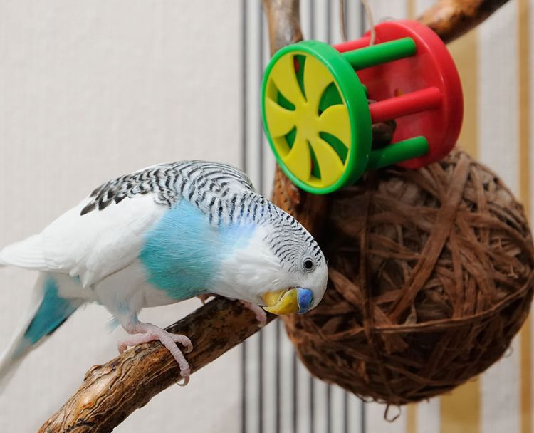 wellensittich spielzeug zubehör selber machen oder kaufen diy vogelspielzeug ball zweige plastik