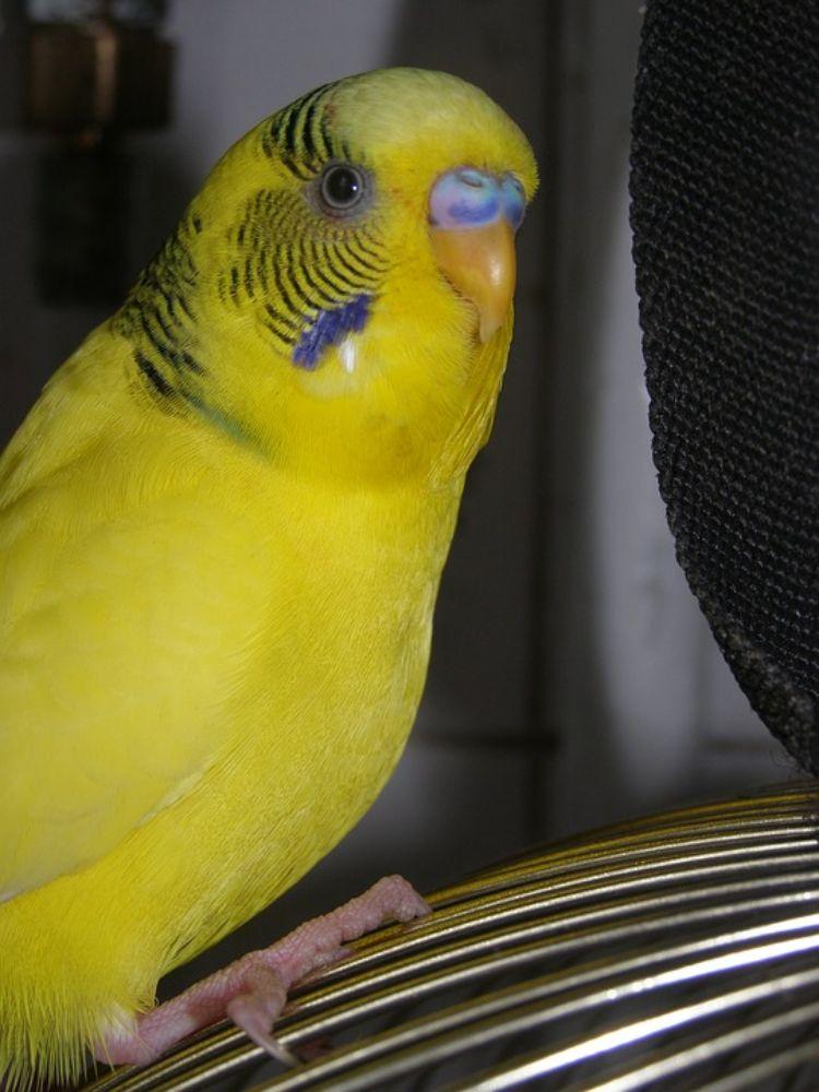 wellensittich spielzeug zubehör selber machen oder kaufen diy vogelspielzeug gelb kognitive fähigkeiten schnabel fuß