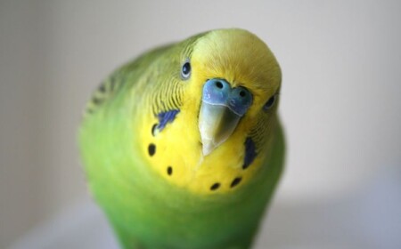 wellensittich spielzeug zubehör selber machen oder kaufen diy vogelspielzeug papagei
