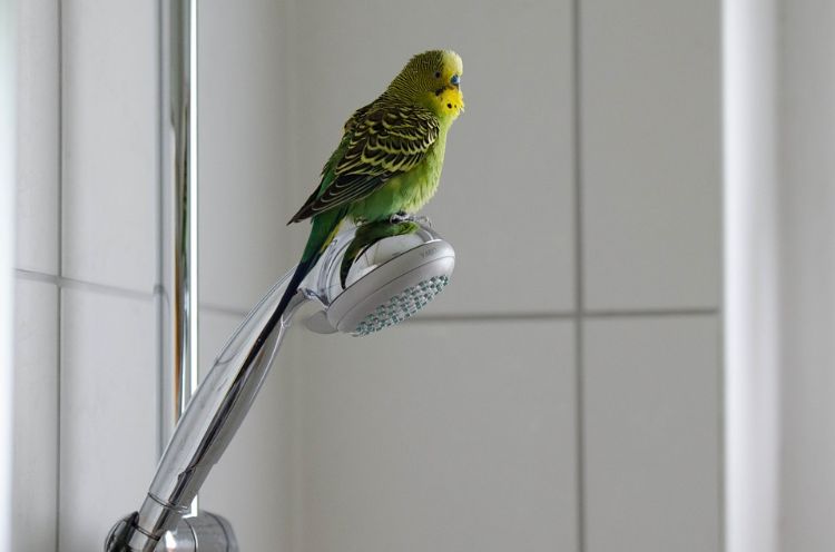 wellensittiche beschäftigen artgerecht halten vogel haustier sicherheit duschkopf badezimmer unterkunft