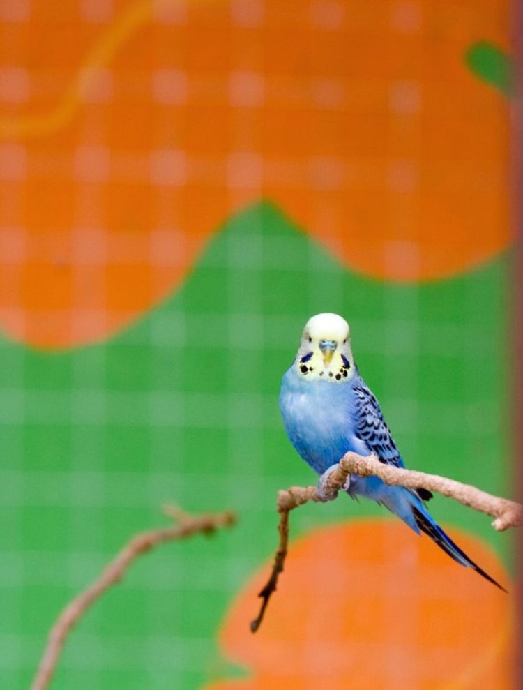 wellensittiche halten artgerechte tierhaltung vogel haustier fotografieren zweig vorderansicht hintergrund