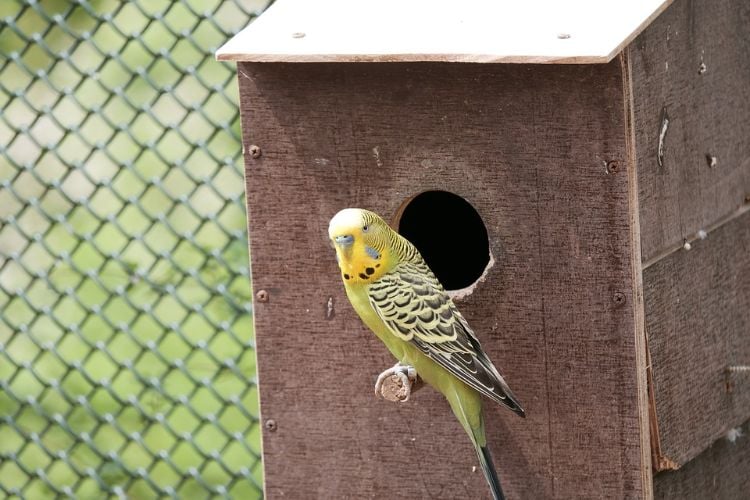 wellensittiche halten artgerechte tierhaltung vogel haustier gelandet vogelhaus