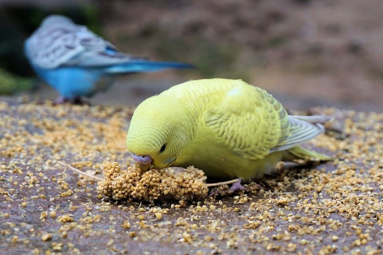 wellensittiche halten artgerechte tierhaltung vogel käfig voliere ernährung nahrung futtern getreide süßgras samen nahaufnahme