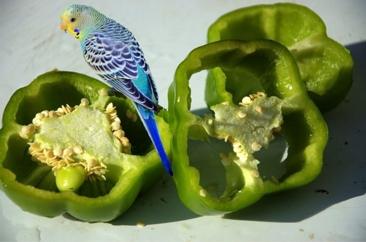 wellensittiche halten artgerechte tierhaltung vogel käfig voliere ernährung nahrung gemüse grüne paprika