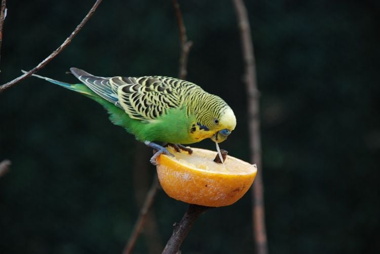 wellensittiche halten artgerechte tierhaltung vogel käfig voliere ernährung nahrung orange fressen