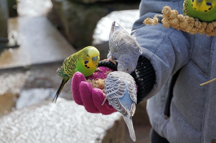 wellensittiche halten artgerechte tierhaltung vogel käfig voliere ernährung nahrung samen futtern hand