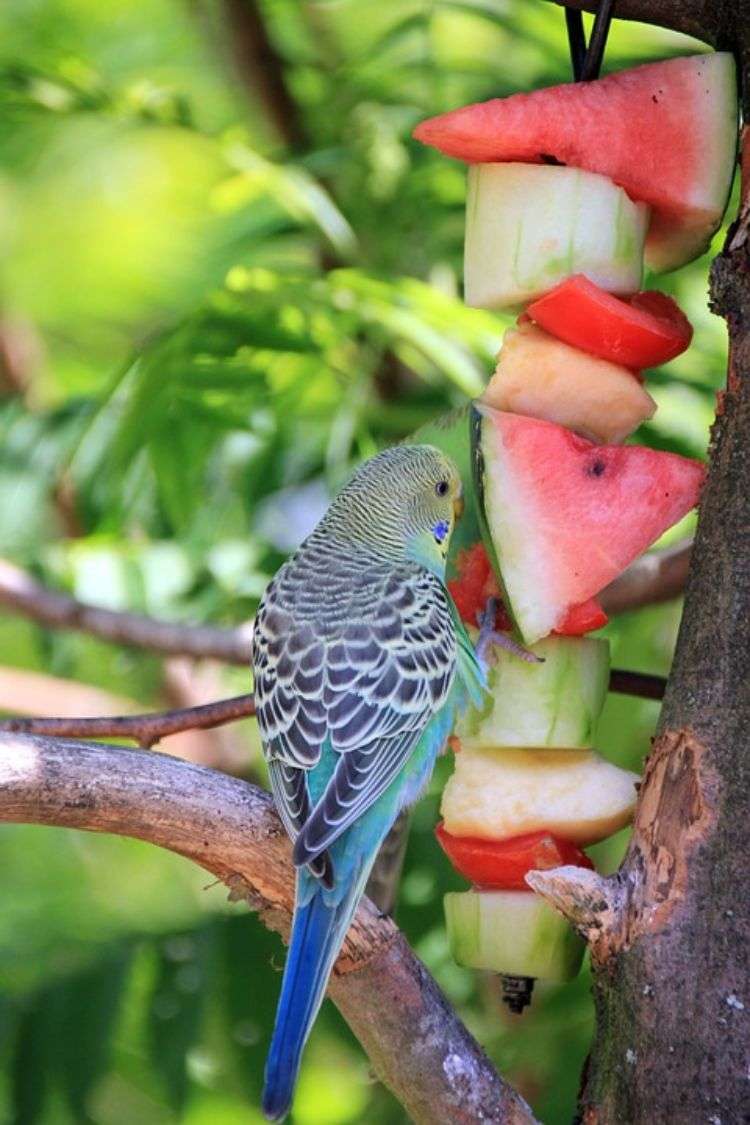wellensittiche halten artgerechte tierhaltung vogel käfig voliere ernährung nahrung wassermelone gurke obst baum