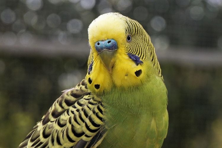 wellensittiche halten artgerechte tierhaltung vogel profil grudnlagen herkunft lebensraum australien hinterland