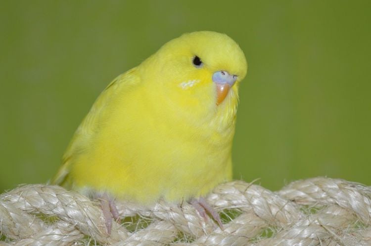 wellensittiche halten artgerechte tierhaltung vogel seil fäden verdauung sicherheitsmaßnahmen