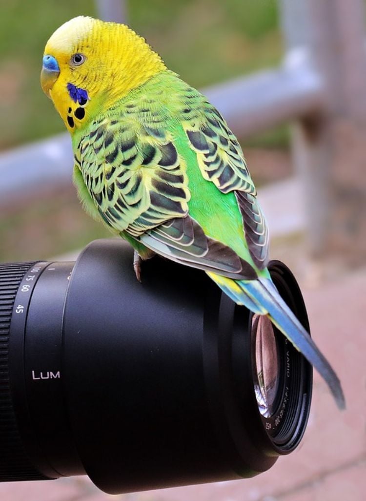 wellensittiche halten artgerechte tierhaltung vogel wild fotografieren kameraobjektiv