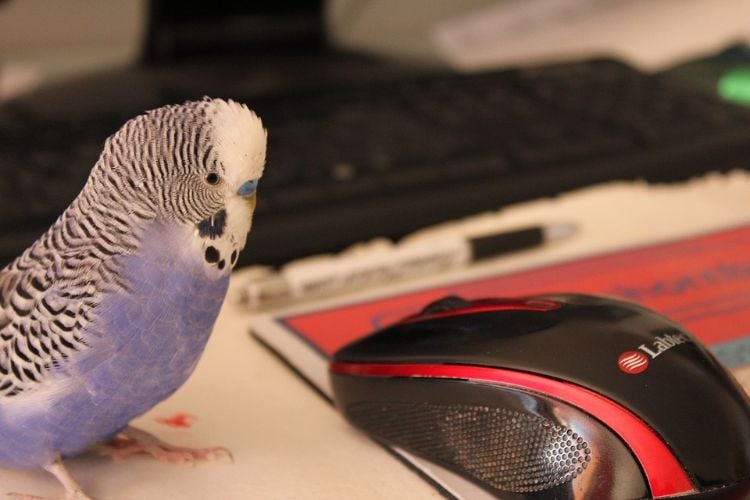 wellensittiche halten artgerechte tierhaltung vogelhaltung computermaus
