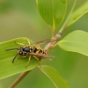 wespen bestäuben pflanzen nahaufnahme schädlingsbekämpfung garten nützlich schädlinge