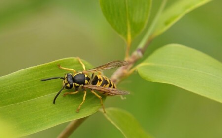 wespen bestäuben pflanzen nahaufnahme schädlingsbekämpfung garten nützlich schädlinge