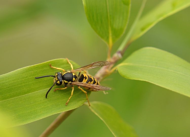 wespen bestäuben pflanzen nahaufnahme schädlingsbekämpfung garten nützlich schädlinge