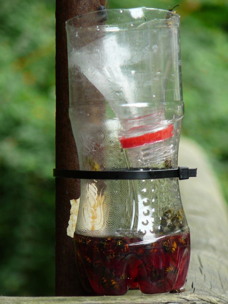 wespen vertreiben falle sodaflasche essig seife aufhängen wespenbekämpfung nützlich mittel