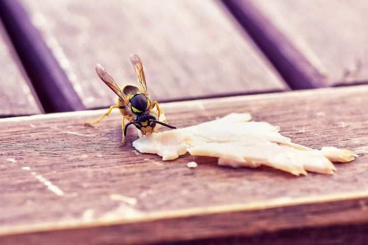 wespen vertreiben falle wespenbekämpfung hausmittel nahaufnahme essensreste fressen tisch nahrungsmittel