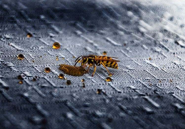 wespen vertreiben falle wespenbekämpfung hausmittel nahaufnahme flüssigkeit trinken oberfläche