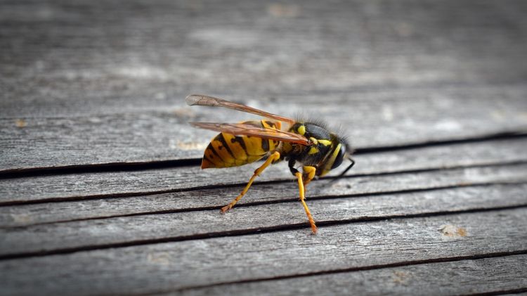wespen vertreiben falle wespenbekämpfung hausmittel nahaufnahme holzbretter landen