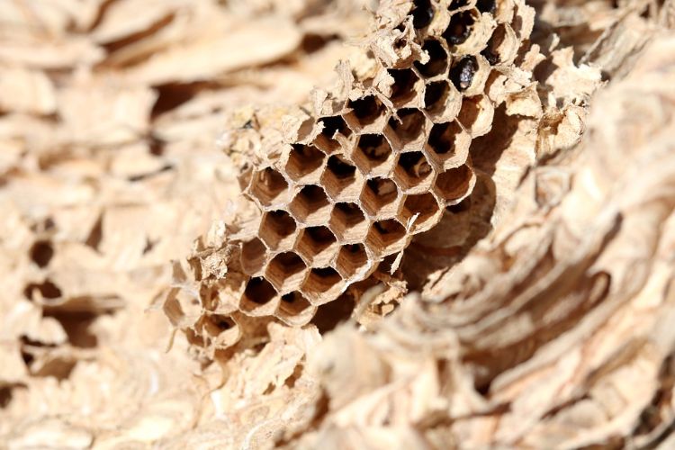 wespen vertreiben leeres wespennest vernichten sonnenlicht strahlen zellen